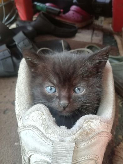 Adoption