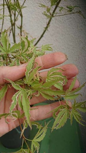 Acer