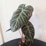 Plant Image 3