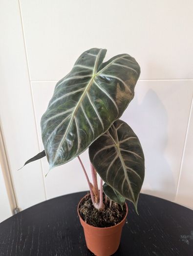 Plant