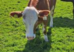 PBR Simmental heifer