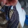 Hilfiger corduroy pants 18 /24 months Image 5