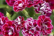 (D) Carnation Dynasty F1 Rose Lace 10 seeds (420551)