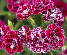 (D) Carnation Dynasty F1 Rose Lace 10 seeds (420551)