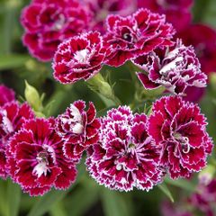 (D) Carnation Dynasty F1 Rose Lace 10 seeds (420551)