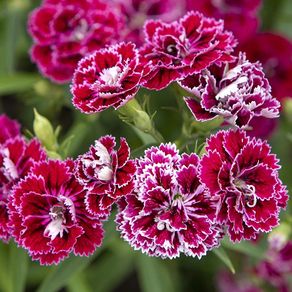 (D) Carnation Dynasty F1 Rose Lace 10 seeds (420551)