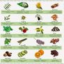 Essential Oils Image 3