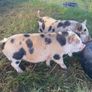 kune kune pigs Image 2