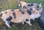 kune kune pigs