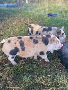 kune kune pigs