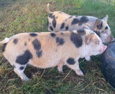 kune kune pigs