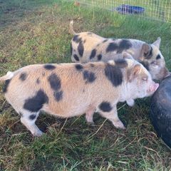 kune kune pigs