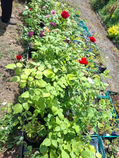 Roses for sale