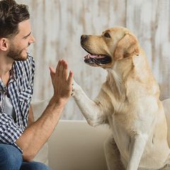 Pet Sitter