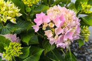 garden plants