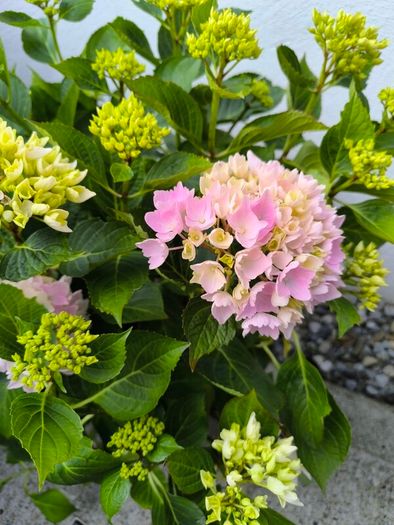 garden plants