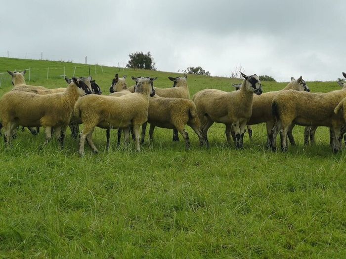 24 Scotch Mule Hogget Ewes