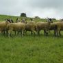 24 Scotch Mule Hogget Ewes Image 5