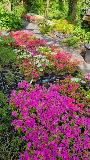 Azaleas, Evergreen Plants