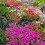 Azaleas, Flowering Plants Image 7