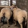Rouge breeding ewe lambs Image 7