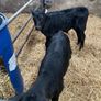 Angus bull calves Image 2