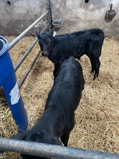 Angus bull calves