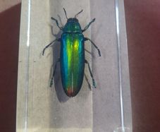 Beautiful Jewel Beetle Encased in a Clear Resin Block