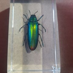 Beautiful Jewel Beetle Encased in a Clear Resin Block