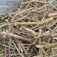 free fire wood