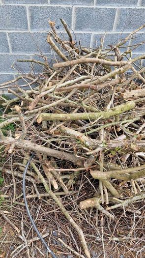 free fire wood