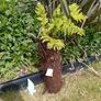 tree fern Image 3