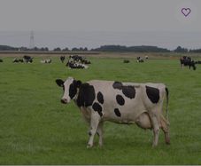 Relief milker available