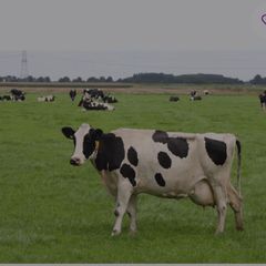 Relief milker available
