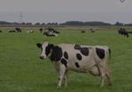 Relief milker available