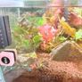 Fluval 23L fish tank Image 6