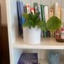 plants Image 3