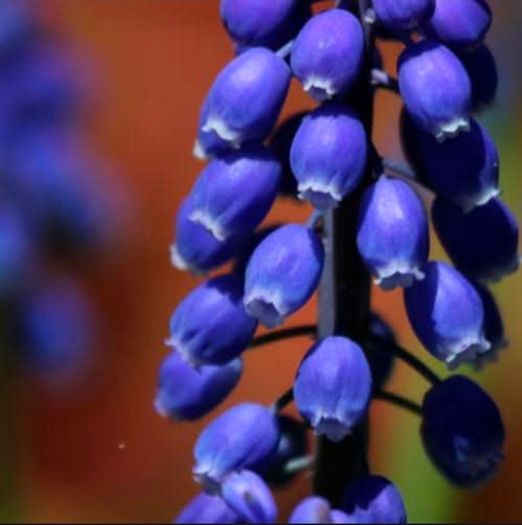 Flowers. Muscari