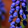 Flowers. Muscari Image 3