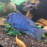 green terror blue dolfin cichlids to lovely fish Image 4