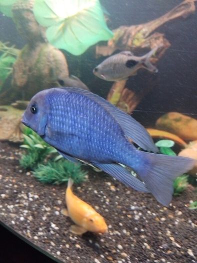 green terror blue dolfin cichlids to lovely fish
