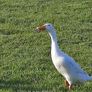 Runner Ducks Image 2