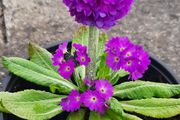Primula Denticulata Purple Lollipop