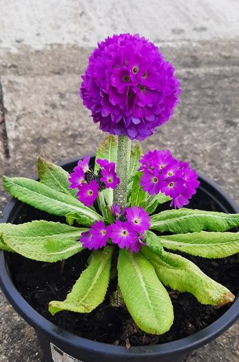 Primula Denticulata Purple Lollipop