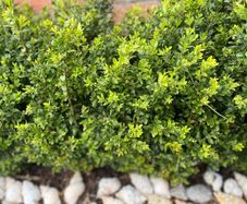 Boxwood Plants