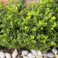 Boxwood Plants