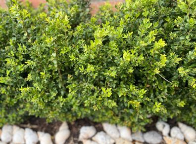 Boxwood Plants