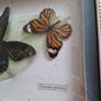 butterflies Image 6