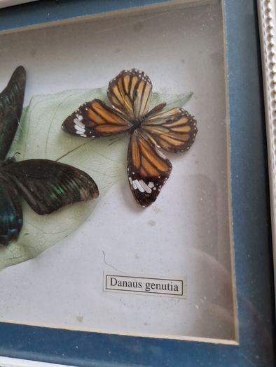 butterflies