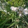Libertia plants Image 3